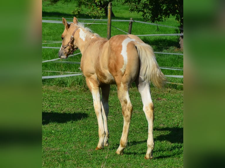 Paint Horse Étalon 2 Ans 155 cm Pinto in Buchbach