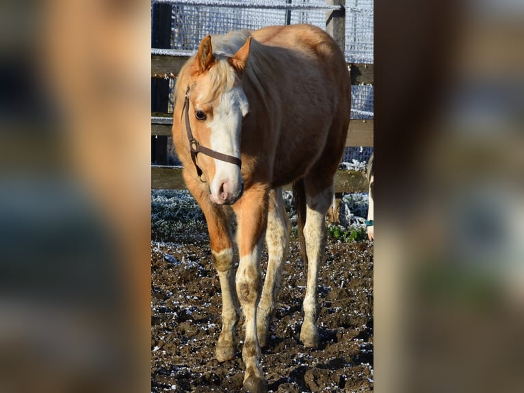 Paint Horse Étalon 2 Ans 155 cm Pinto in Buchbach