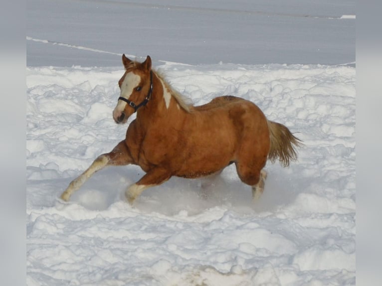 Paint Horse Étalon 2 Ans 155 cm Pinto in Buchbach