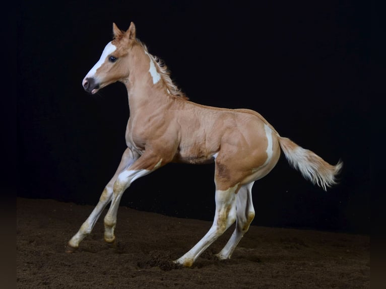 Paint Horse Étalon 2 Ans 155 cm Pinto in Buchbach