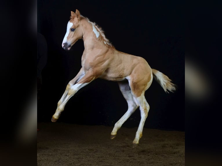 Paint Horse Étalon 2 Ans 155 cm Pinto in Buchbach