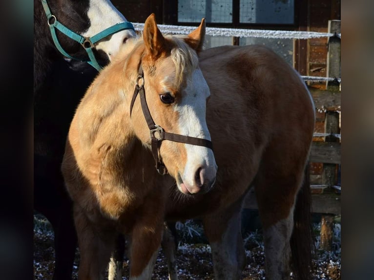 Paint Horse Étalon 2 Ans 155 cm Pinto in Buchbach