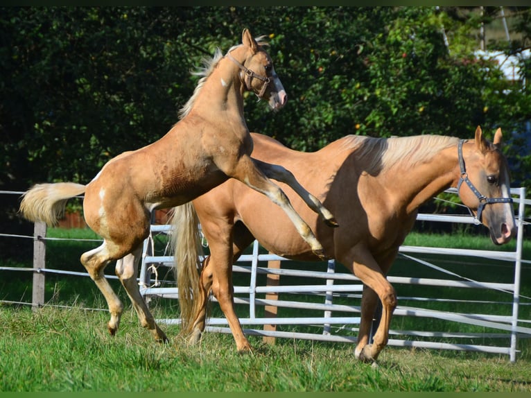 Paint Horse Étalon 2 Ans 155 cm Pinto in Buchbach