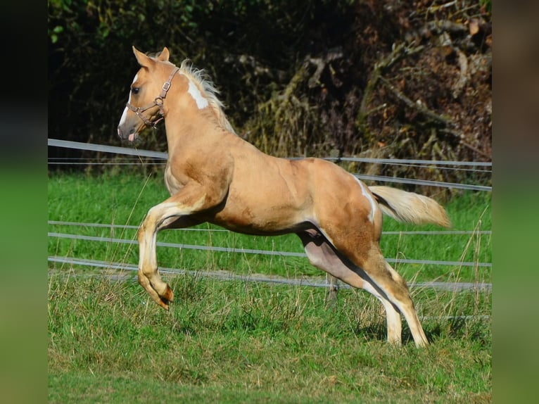 Paint Horse Étalon 2 Ans 155 cm Pinto in Buchbach