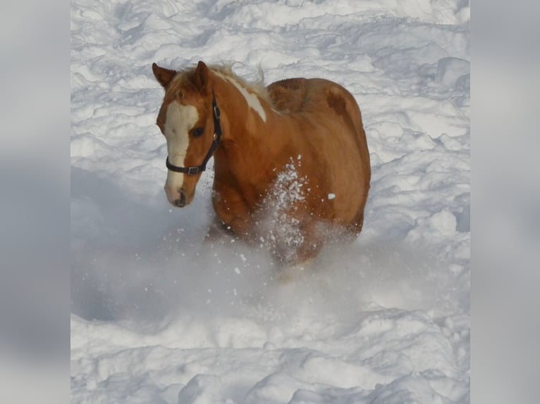 Paint Horse Étalon 2 Ans 155 cm Pinto in Buchbach