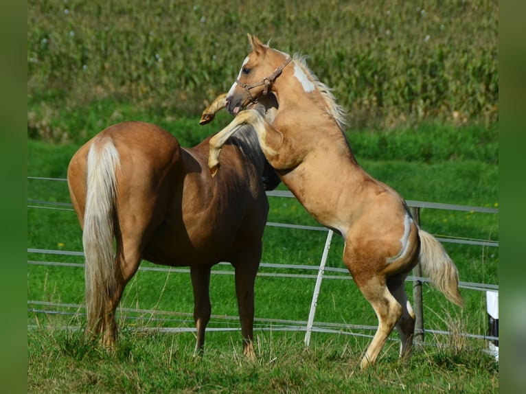 Paint Horse Étalon 2 Ans 155 cm Pinto in Buchbach