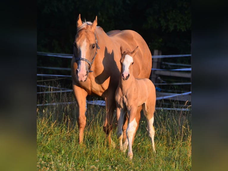 Paint Horse Étalon 2 Ans 155 cm Pinto in Buchbach