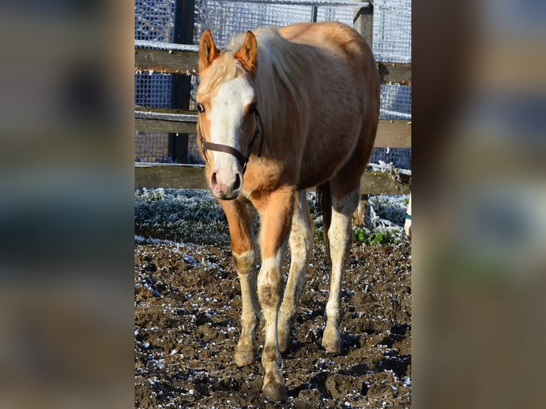 Paint Horse Étalon 2 Ans 155 cm Pinto in Buchbach