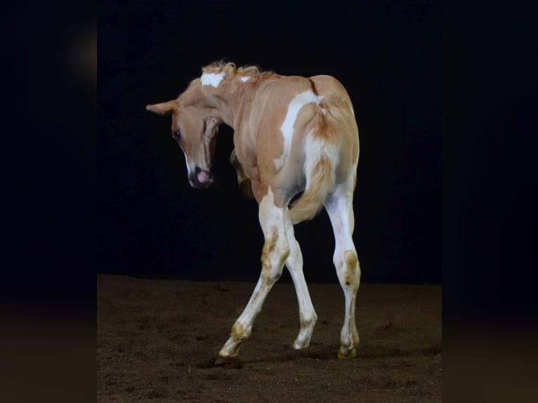 Paint Horse Étalon 2 Ans 155 cm Pinto in Buchbach