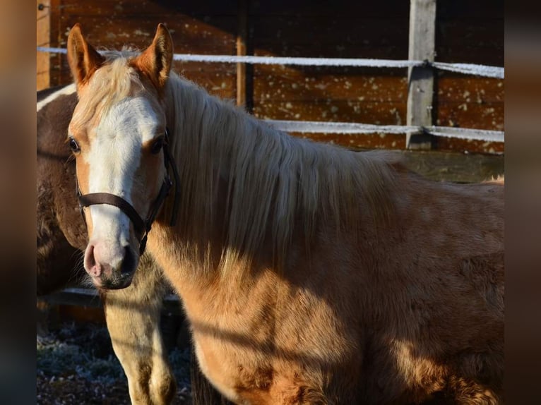 Paint Horse Étalon 2 Ans 155 cm Pinto in Buchbach