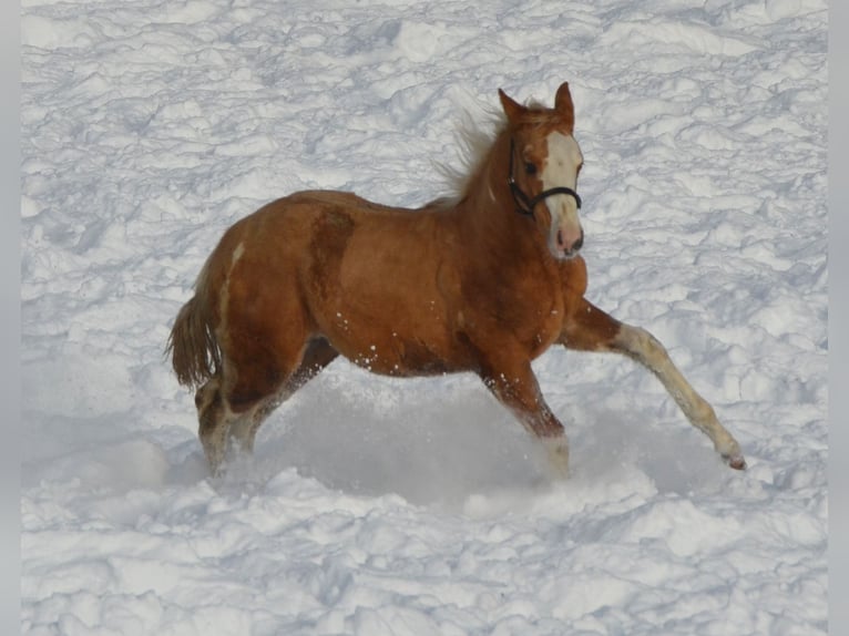 Paint Horse Étalon 2 Ans 155 cm Pinto in Buchbach