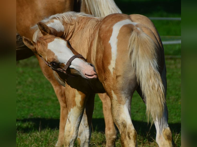 Paint Horse Étalon 2 Ans 155 cm Pinto in Buchbach