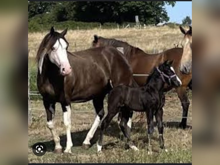 Paint Horse Étalon 2 Ans 160 cm Isabelle in Granada