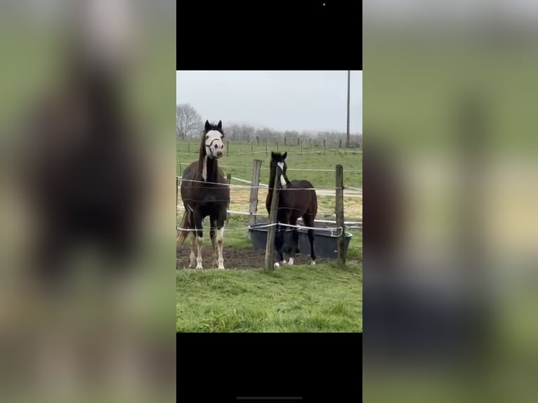 Paint Horse Étalon 2 Ans 160 cm Isabelle in Granada