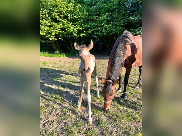 Paint Horse Étalon 2 Ans 170 cm Buckskin in Grimma