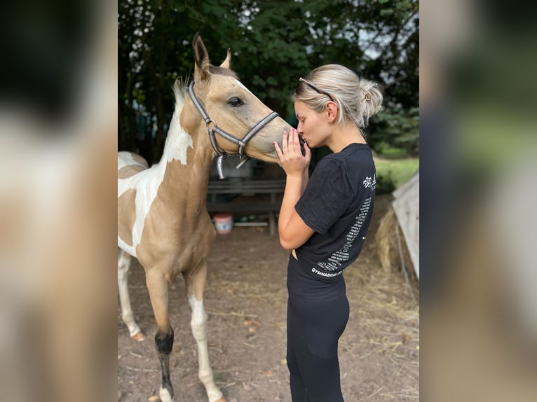 Paint Horse Étalon 2 Ans 170 cm Buckskin in Grimma