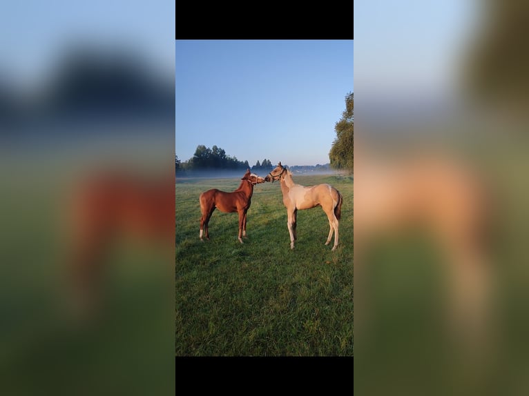 Paint Horse Étalon 2 Ans 170 cm Buckskin in Grimma