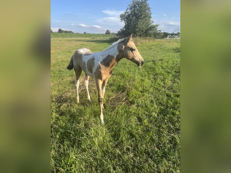 Paint Horse Étalon 2 Ans 170 cm Buckskin in Grimma