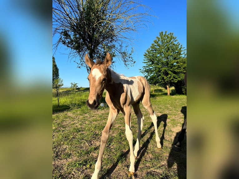 Paint Horse Étalon 2 Ans 170 cm Buckskin in Grimma