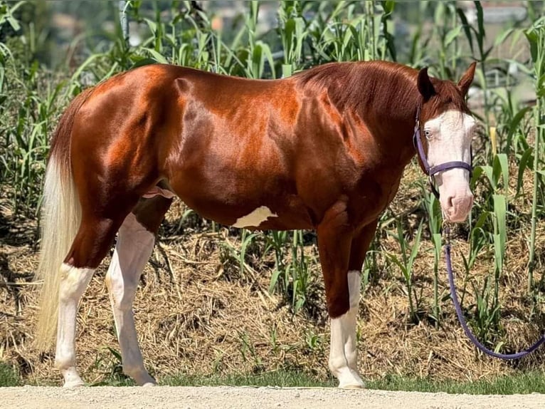 Paint Horse Étalon 2 Ans Overo-toutes couleurs in San Giovanni