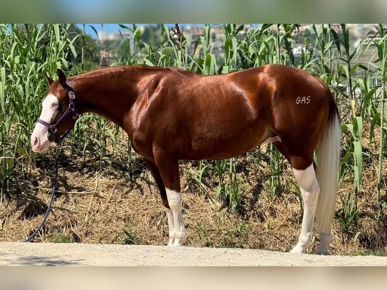 Paint Horse Étalon 2 Ans Overo-toutes couleurs in San Giovanni