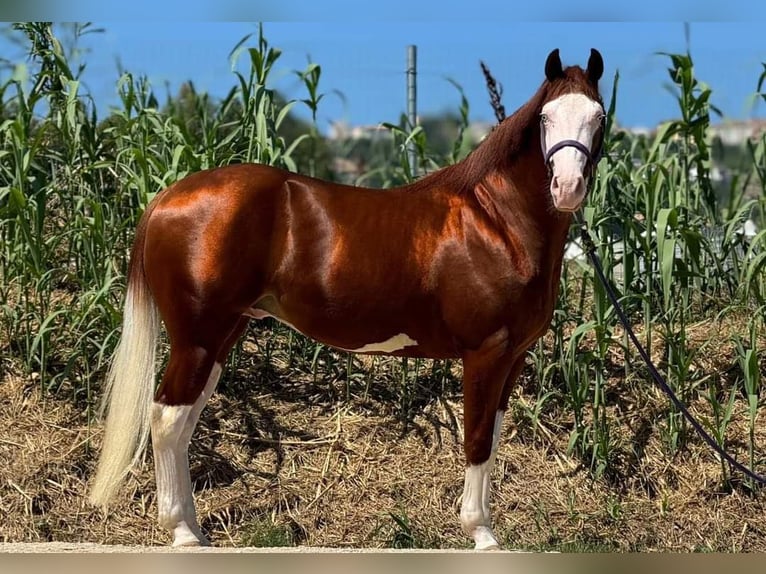 Paint Horse Étalon 2 Ans Overo-toutes couleurs in San Giovanni