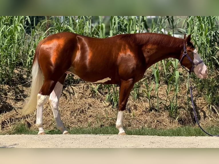 Paint Horse Étalon 2 Ans Overo-toutes couleurs in San Giovanni