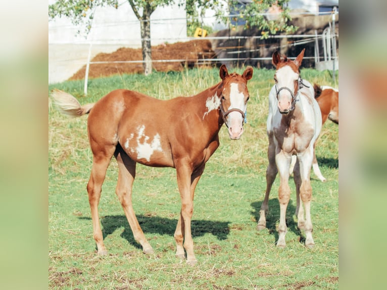 Paint Horse Étalon 2 Ans Tobiano-toutes couleurs in Haldenwang