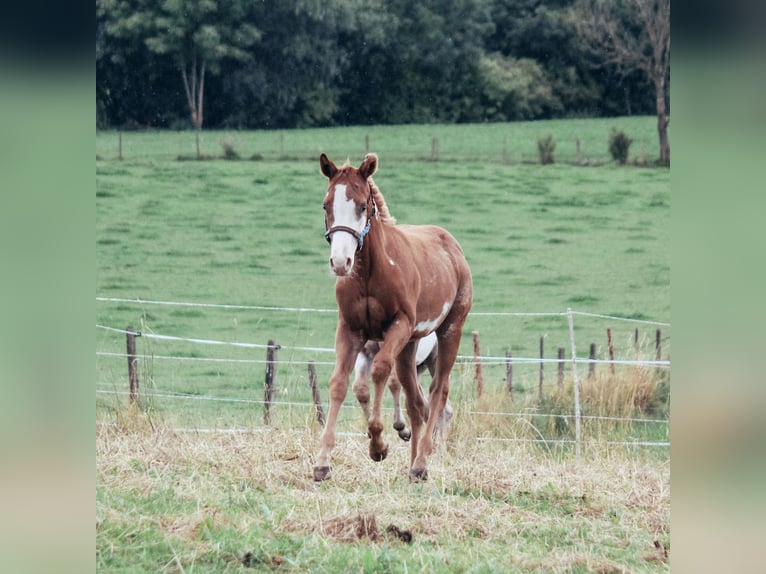 Paint Horse Étalon 2 Ans Tobiano-toutes couleurs in Haldenwang