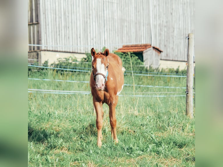 Paint Horse Étalon 2 Ans Tobiano-toutes couleurs in Haldenwang