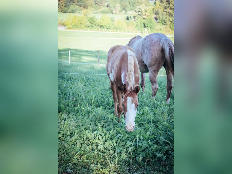 Paint Horse Étalon 2 Ans Tobiano-toutes couleurs in Haldenwang