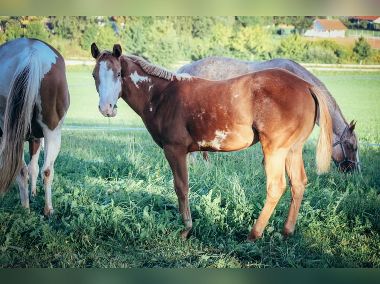 Paint Horse Étalon 2 Ans Tobiano-toutes couleurs in Haldenwang