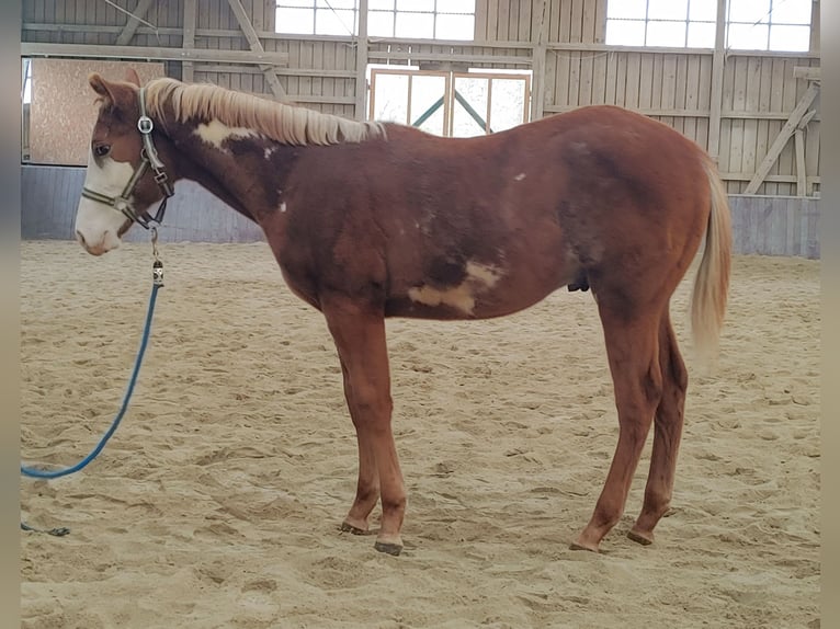 Paint Horse Étalon 2 Ans Tobiano-toutes couleurs in Haldenwang