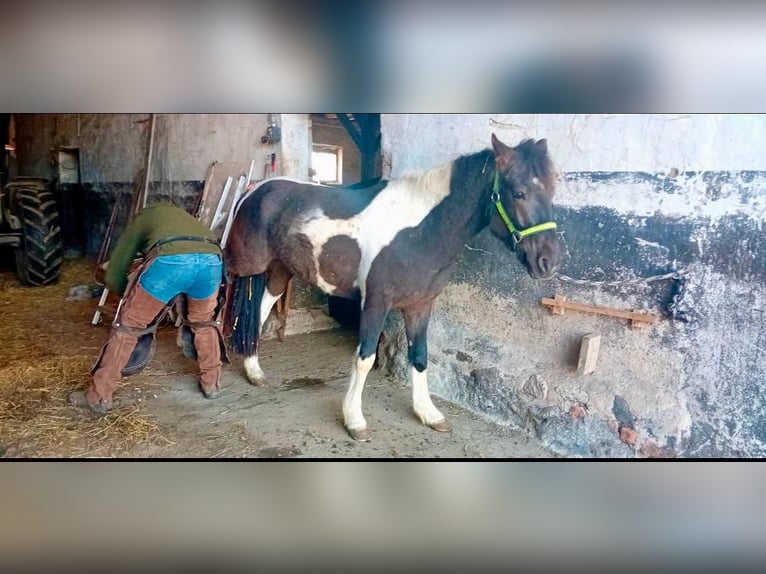 Paint Horse Croisé Étalon 3 Ans 140 cm Pinto in Woldegk