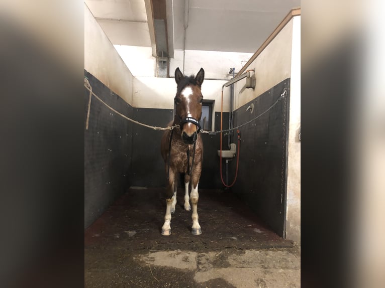 Paint Horse Croisé Étalon 3 Ans 142 cm Roan-Bay in Altenfelden