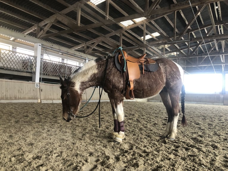 Paint Horse Croisé Étalon 3 Ans 142 cm Roan-Bay in Altenfelden