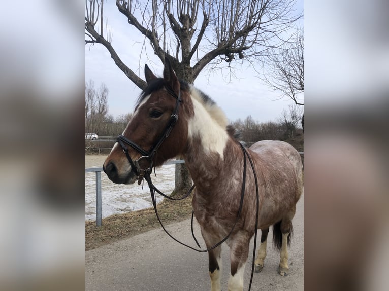 Paint Horse Croisé Étalon 3 Ans 142 cm Roan-Bay in Altenfelden