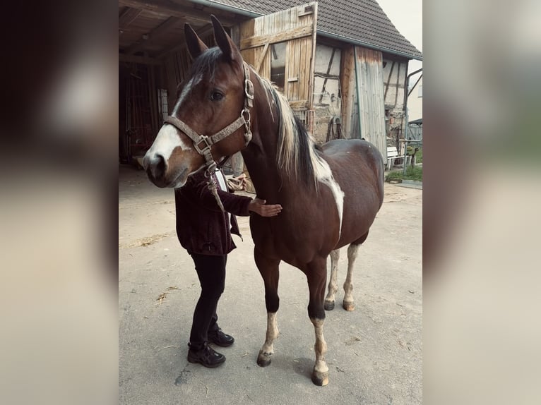 Paint Horse Étalon 3 Ans 150 cm Tobiano-toutes couleurs in Erligheim