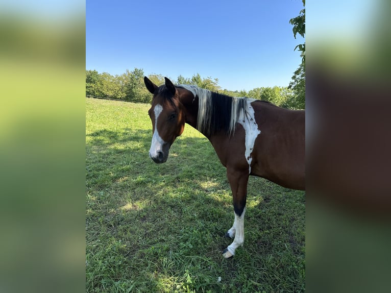 Paint Horse Étalon 3 Ans 150 cm Tobiano-toutes couleurs in Erligheim