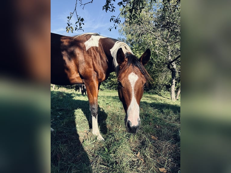 Paint Horse Étalon 3 Ans 150 cm Tobiano-toutes couleurs in Erligheim