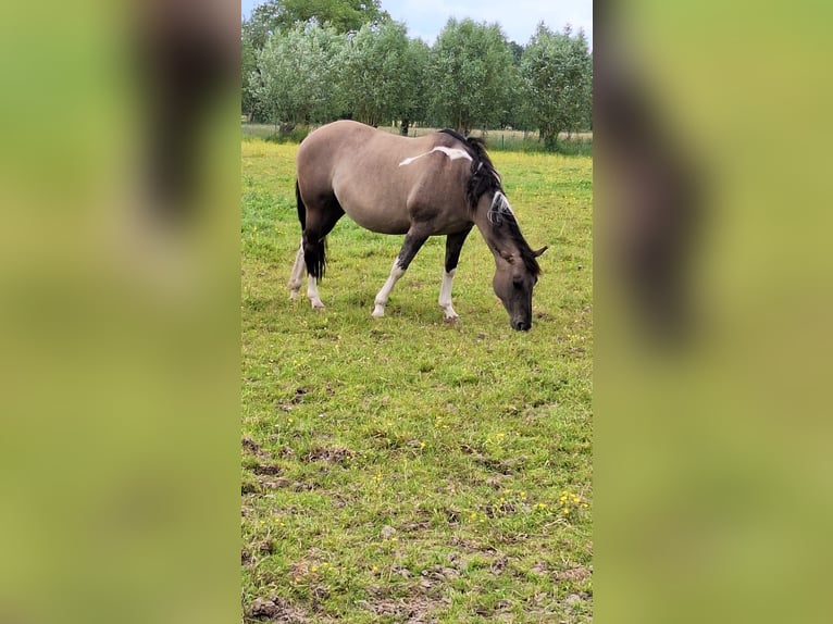 Paint Horse Étalon 3 Ans 154 cm Bai in Sand in Taufers