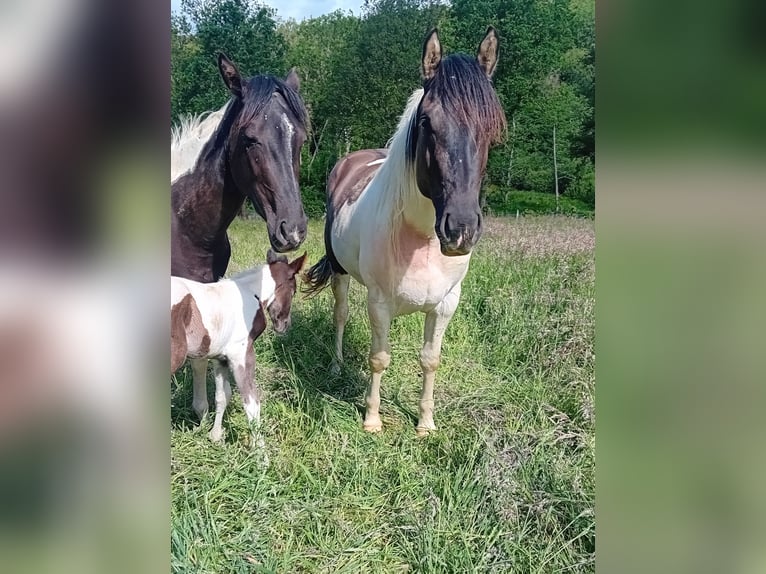 Paint Horse Étalon 3 Ans 155 cm Tobiano-toutes couleurs in Nümbrecht