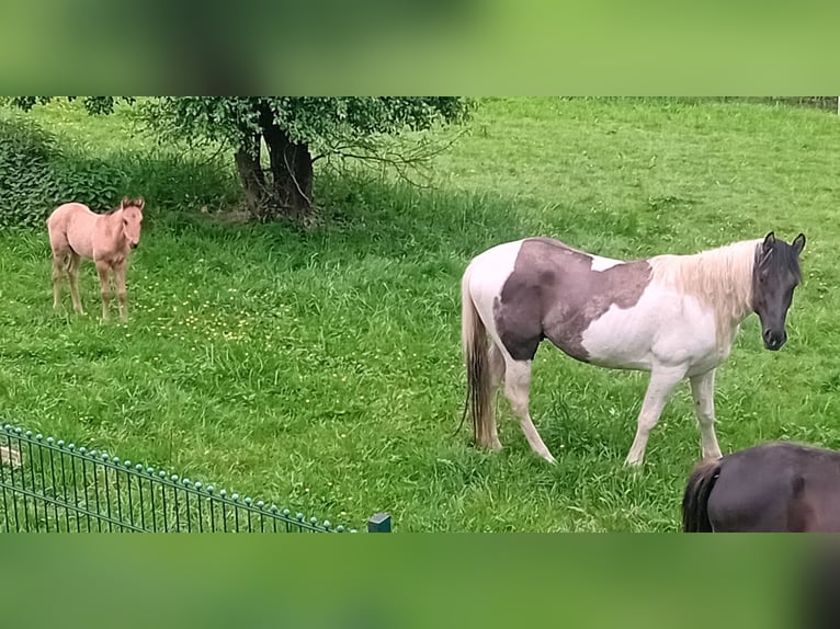 Paint Horse Étalon 3 Ans 155 cm Tobiano-toutes couleurs in Nümbrecht