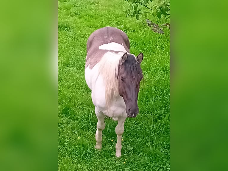 Paint Horse Étalon 3 Ans 155 cm Tobiano-toutes couleurs in Nümbrecht