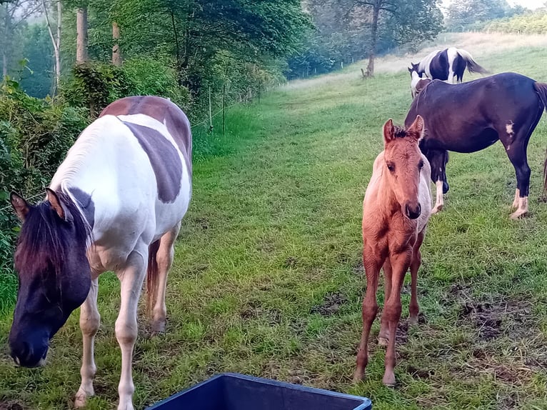 Paint Horse Étalon 3 Ans 155 cm Tobiano-toutes couleurs in Nümbrecht