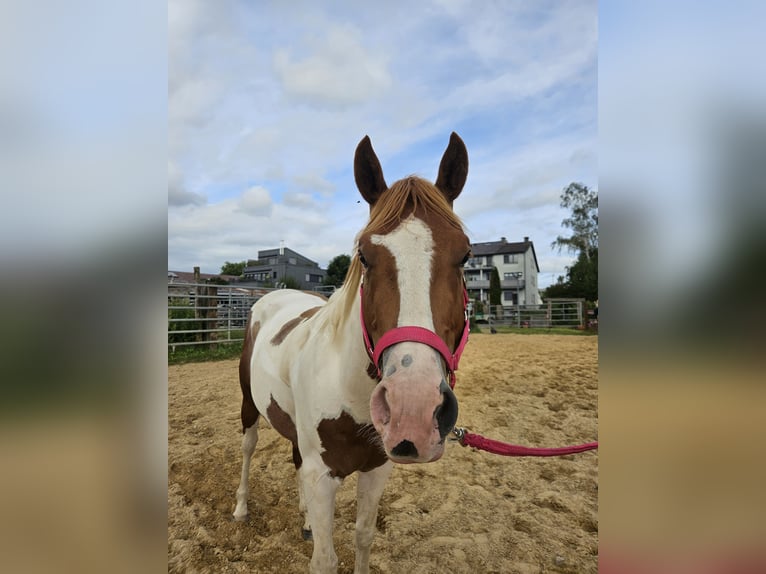 Paint Horse Étalon 4 Ans 145 cm Overo-toutes couleurs in Schifflange