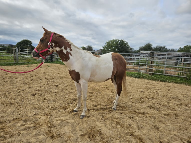 Paint Horse Étalon 4 Ans 145 cm Overo-toutes couleurs in Schifflange