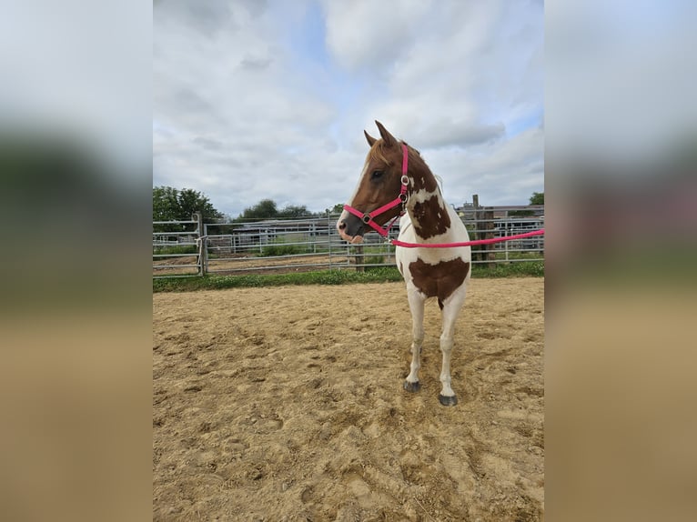 Paint Horse Étalon 4 Ans 145 cm Overo-toutes couleurs in Schifflange