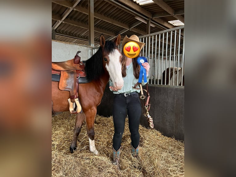 Paint Horse Étalon 4 Ans 150 cm Bai in Hamont