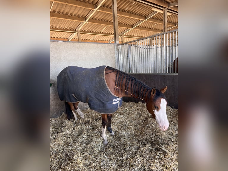 Paint Horse Étalon 4 Ans 150 cm Bai in Hamont